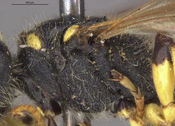 Media type: image;   Entomology 13794 Aspect: thorax lateral